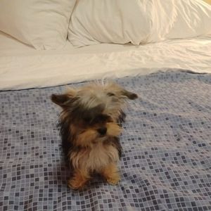 Meet your Posher, Ava